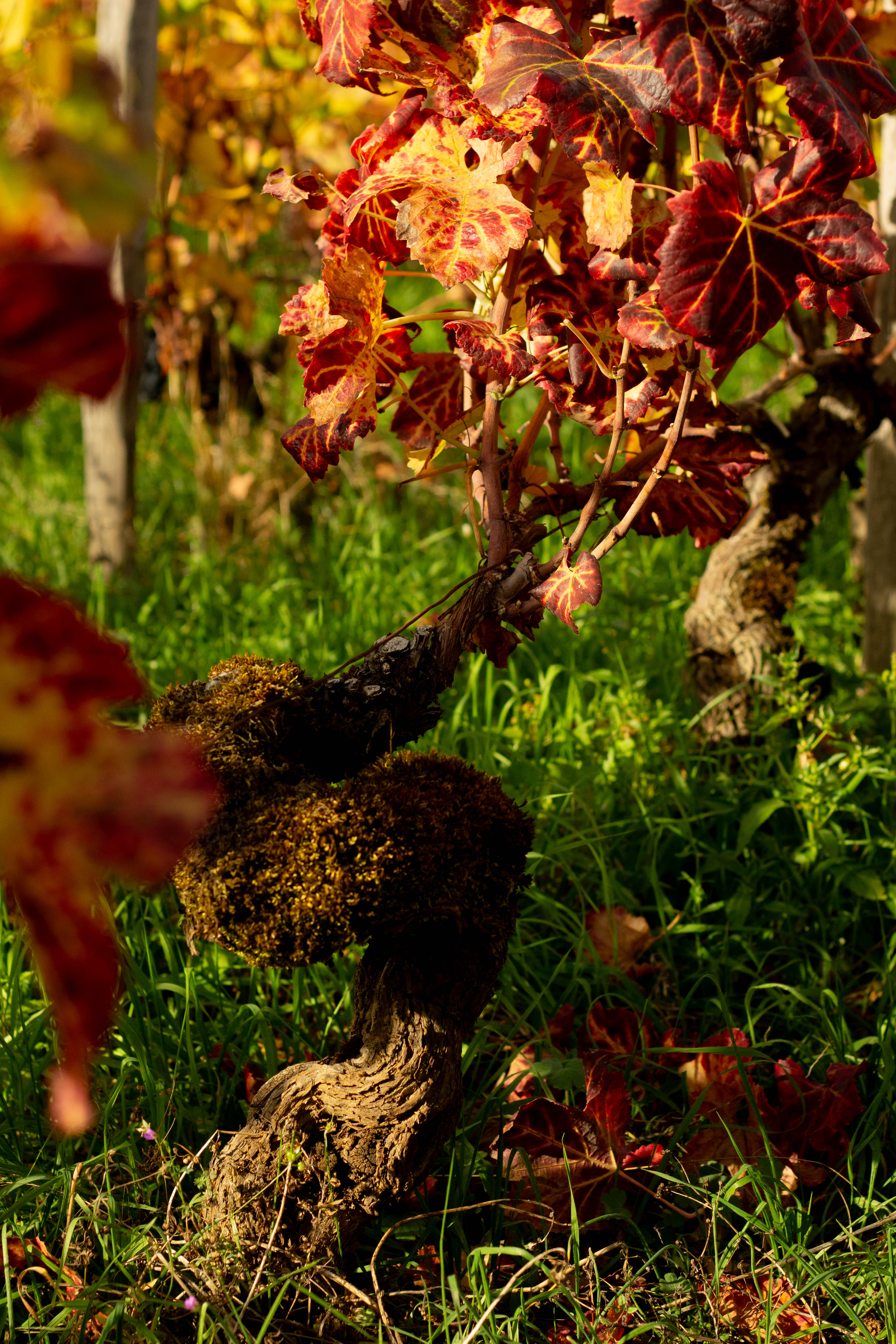 Denis Fournier｜ ヌーヴェル・セレクション Nouvelles Selections Inc